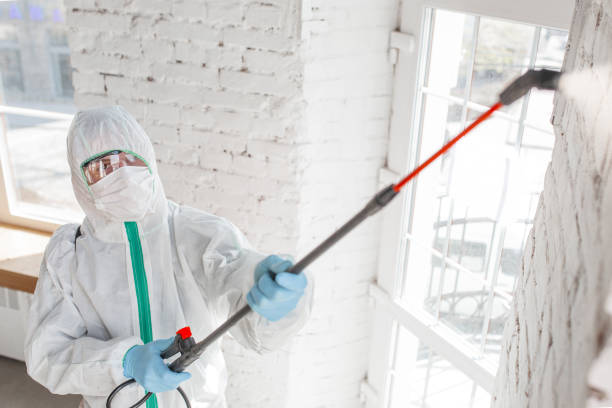 Best Insurance-Related Mold Remediation in Denmark, WI